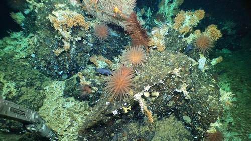 HOV Alvin’s manipulator arm collects samples from rocky outcrop at the crest of a ridge, populated by cold water corals, squat lobsters, anemones, basket stars and deep-sea fish. Credit: Image courtesy of L. Robinson (U. Bristol), D. Fornari (WHOI), M. Taylor (U. Essex), D. Wanless (Boise State U.) NSF/NERC/HOV Alvin/WHOI MISO Facility, 2023 ©Woods Hole Oceanographic Institution