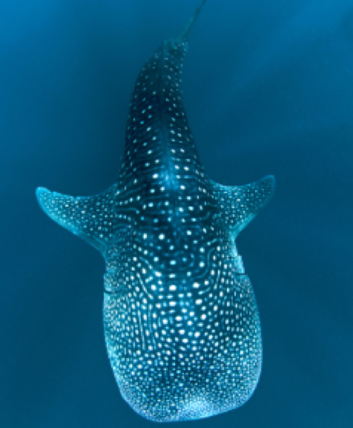 Annulated sea-snake: Photo credit ARAMCO