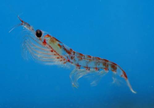 Antarctic krill are shrimplike, pinkie-length crustaceans. They form the base of the Antarctic food chain, and are an essential part of the ecosystem. (Photo: NOAA AERD)