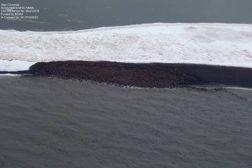 Arctic Walrus Haul Out: Photo courtesy of NOAA