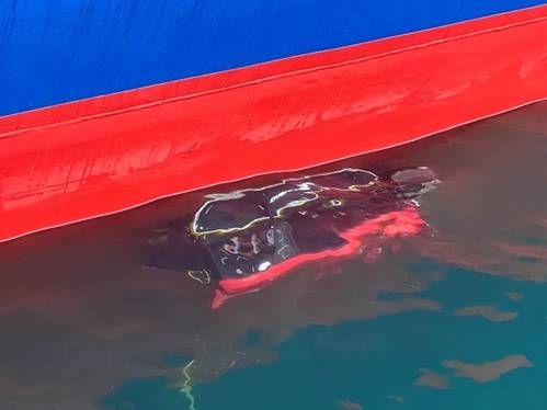 Armach’s small form factor hull service robot is man portable and promises near to 100% hull cleaning coverage. (Photo: Armach Robotics Inc)