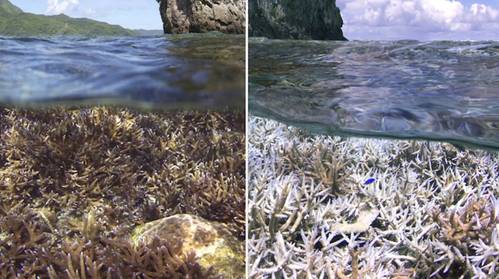 Before and after images of heat-stress related coral bleaching in American Samoa, in the tropical Pacific. (XL Catlin Seaview Survey / NOAA)