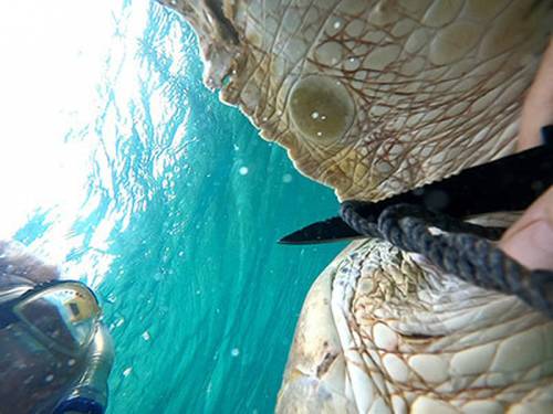 Mike Beres and Greg Johnson, members of the Naval Undersea Warfare Center Division Newport™s Atlantic Underwater Test and Evaluation Center (AUTEC) Fire and Emergency Services Water Rescue Team cut rope from an endangered green sea turtle on July 13. The turtle was found in AUTEC™s harbor on Andros Island in the Bahamas.