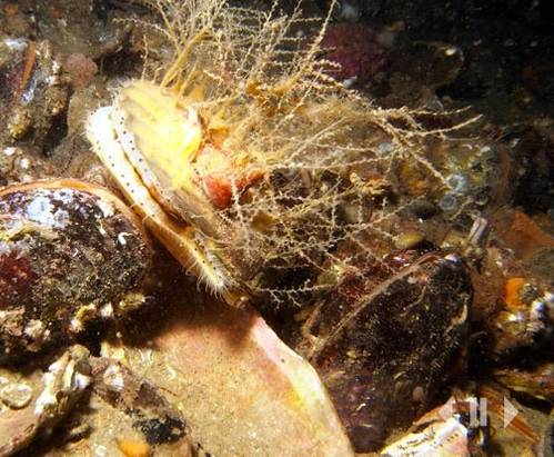 Biogenic reef: Photo courtesy of MCS