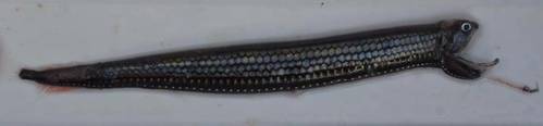 A black-belly dragonfish is just one of the small fish living in the mesopelagic zone. New research finds that there is a distinct sound associated with the daily migration of the fish and other animals that live in this layer to the surface. (Photo: David Checkley)