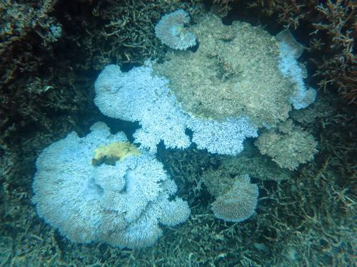 Bleached and dead Acorpora coral in the National Marine Sanctuary of American Samoa. Warm Pacific ocean temperatures may lead to an increase in coral bleaching, NOAA scientists said. (Credit: NOAA)