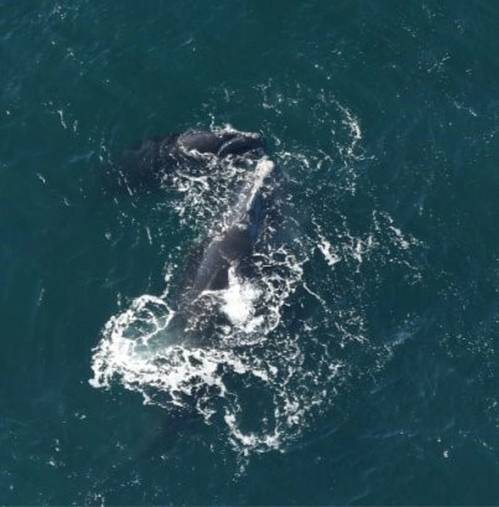 Catalog #2420 swims with her fifth calf off the coast of Martha’s Vineyard on March 7, 2021.
CREDIT: New England Aquarium, taken under NOAA permit #19674