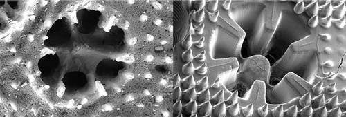 A close up of the bionic skeleton of the 3D-printed coral structures, which were used to grow algae. © Daniel Wangpraseurt