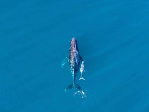 Copyright Sean/AdobeStock