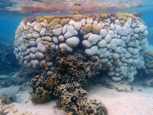 Coral bleaching was found to be followed by an unprecedented outbreak of black band disease, killing Goniopora corals. (Image courtesy of Maria Byrne / University of Sydney)