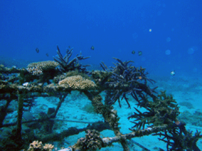 Coral growth shelf off Ishigaki Island: Photo courtesy of MBE