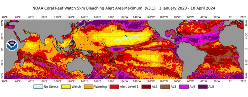 NOAA Coral Reef Watch's global 5km-resolution satellite Coral Bleaching Alert Area Maximum map, for January 1, 2023 to April 10, 2024. This figure shows the regions, around the globe, that experienced high levels of marine heat stress (Bleaching Alert Levels 2-5) that can cause reef-wide coral bleaching and mortality. (Image: NOAA)