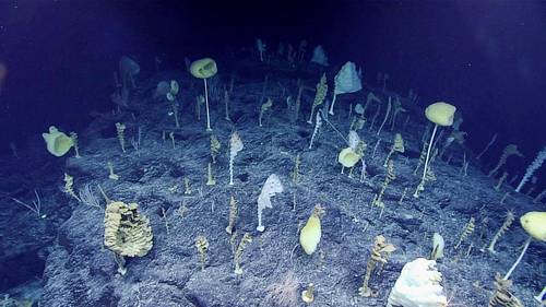 Credit: NOAA Ocean Exploration, 2017 Laulima O Ka Moana