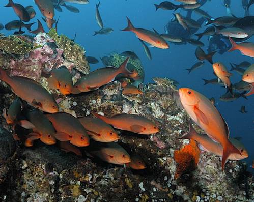 The creolefish (Paranthias furcifer) is a member of the grouper family. There is currently limited information about their lifestyle and behavioral patterns. Credit: G.P. Schmahl/NOAA.