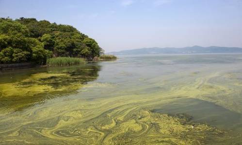 Cyanobacteria shares some properties with algae and are found naturally in lakes, streams, ponds and other surface waters. (Photo: EPA)