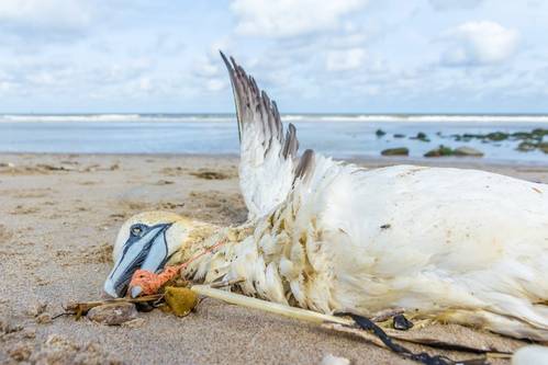 A dead northern gannet trapped in plastic fishing net. (© andrewbalcombe / Adobe Stock)
