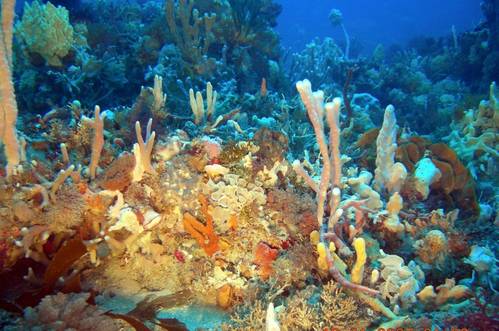 Dense assemblages of deepwater sponges and invertebrates (Credit: Daniel Ierodiaconou/Supplied by Offshore Biotechnologies)