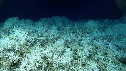 Dense thickets of the reef-building coral Desmophyllum pertusum (previously called Lophelia pertusa) make up most of the deep-sea coral reef habitat found on the Blake Plateau in the Atlantic Ocean. The white coloring is healthy – deep-sea corals don’t rely on symbiotic algae, so they can’t bleach. Images of these corals were taken during a 2019 expedition dive off the coast of Florida. Image courtesy of NOAA Ocean Exploration, Windows to the Deep 2019.