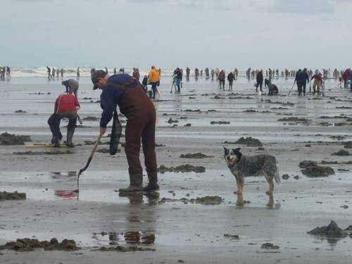 Clam diggers along the Washington state coast. (Credit: NOAA)