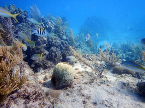 A diseased brain coral in Looe Key, Florida. The disease is leaving a white band of recently dead skeleton in contrast to the healthy, yellow/brown tissue. (Florida Fish and Wildlife Research Institute)