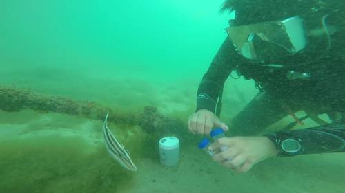 A diver tracked using Sonardyne’s Scout USBL system collects samples to study human impact on marine and estuarine habitats. (Photo: Sonardyne)