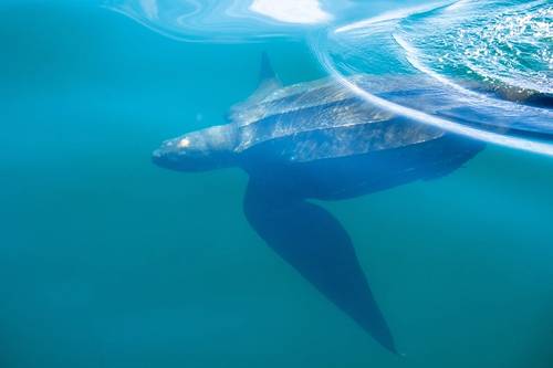 © Dolores Harvey / Adobe Stock