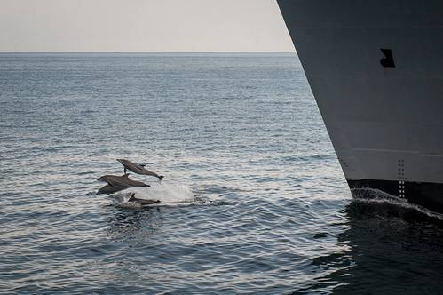 Dolphins jump out of the water near the Military Sealift Command dry cargo and ammunition ship USNS Alan Shepard (T-AKE-3) during an underway replenishment with the guided-missile destroyer USS Stockdale (DDG 106), not pictured. (U.S. Navy photo by Mass Communication Specialist 2nd Class David Hooper/Released) 