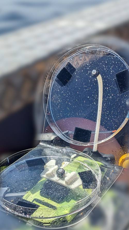 Dish with droplets of blow mounted on a small drone. (Photo by Amy Warren,
NEAq/WHOI, NMFS/NOAA Permit #21371)