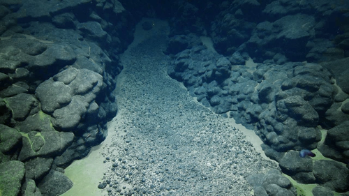 During the 2025 Deep-sea Habitats of the Cook Islands expedition on Exploration Vessel Nautilus the team surveyed various seascapes to better understand seabed environments, and natural and mineral resources in the region. In this image, polymetallic nodules rest on sediment accumulated in a depression between rounded pillows and extended lobate lava flows, which are evidence of ancient volcanoes. (Image credit: Courtesy of Ocean Exploration Trust)