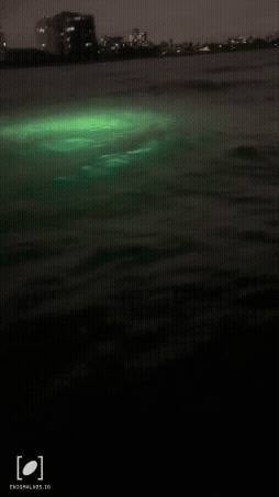 Enigma #303093 - 2023 Jun 11 • Fort Lauderdale, Florida. © Engima