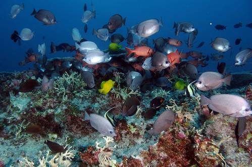 Fish school at Pearl and Hermes Atoll. (Credit: NOAA, Papahānaumokuākea Marine National Monument)