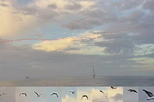 Fugro and Spoor have signed a memorandum of understanding (MOU) to develop a new bird-monitoring solution for offshore renewable energy projects. Credit: Fugro and Spoor