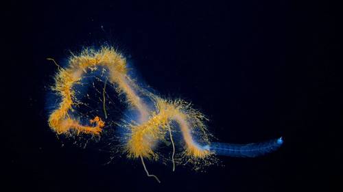 A galaxy siphonophore courtesy of ROV SuBastian / Schmidt Ocean Institute.