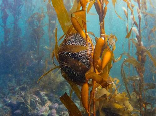 A giant kelp forest in Wellington Harbour. Valerio Micaroni, CC BY-SA
