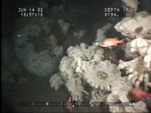 Glass Sponge reef: Photo credit Dr. Kim Conway/Canadian Govt.