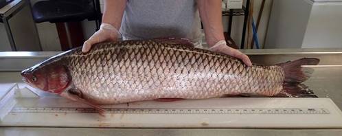The Grass Carp: Photo credit Fisheries and Oceans Canada
