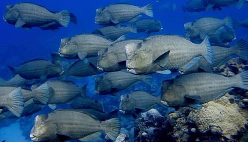 Reef grazing fish: Image credit, Brian Zgliczynski, Scripps Institution of Oceanography, UC San Diego
