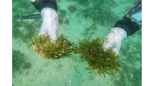 Handfuls of Caulerpa. CREDIT Richie Hughes, Earth Sciences NZ