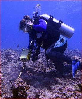 Hanna Ake, field researcher working for Professor Hunter Lenihan, uses the Pulse 8X detector to relocate specimens in Moorea, French Polynesia