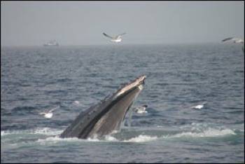 Humpback with scraped nostril from bottom-feeding: Photo credit NOAA