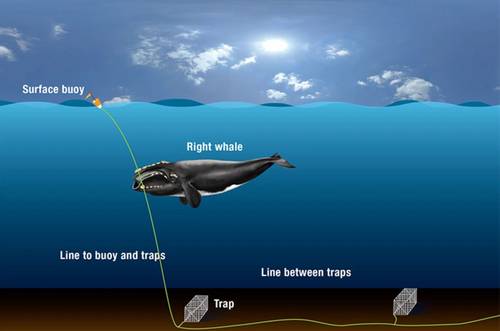 (Illustration by Graphic Services, Woods Hole Oceanographic Institution)
