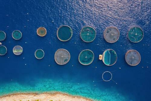 Illustration / Fish farm - Moofushi/AdobeStock