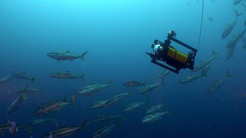 Image courtesy Boxfish Research