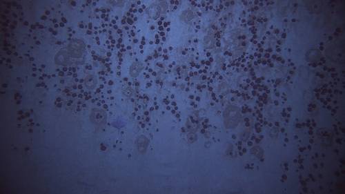 Image courtesy of Investigation of an Historic Seabed Mining Test Site on the Blake Plateau, NOAA Ocean Exploration