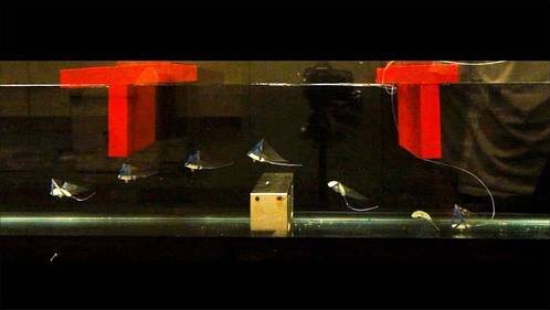 Image credit: Haitao Qing, NC State University