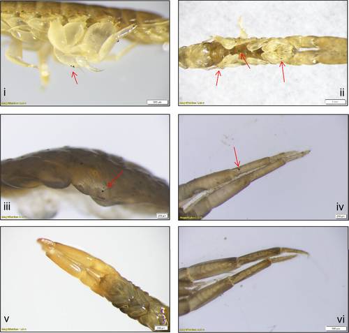 Image: Tyre particles adhered to a range of body parts of C. volutator, as visualized using a stereo microscopy (Olympus SZX16): (i) C. volutator periopods adhering tire particles in the suspension treatment (lateral view); (ii) C. volutator abdomen, gnathopods, and periopods adhering tire particles in the suspension treatment (ventral view); (iii) C. volutator periopods adhering tire particles in the surface-deposit treatment (lateral view); (iv) C. volutator 2nd antenna adhering tire particles