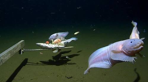 Images of the snailfish alive from 7500-8200m in the Izu-Ogasawara Trench. (Photo: University of Western Australia)