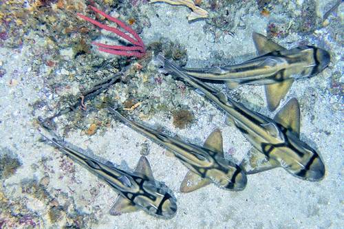 Port Jackson sharks in Beagle Marine Park. Credit: IMOS | IMAS