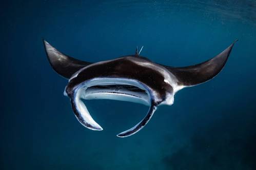 Jasmine Corbett / Manta Trust