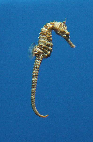Lined Seahorse: Photo Wiki CCL